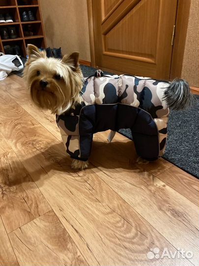 Зимний костюм для собаки