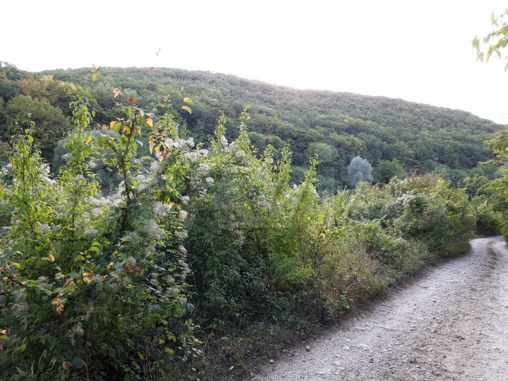 Участок 10 сот. (СНТ, ДНП)