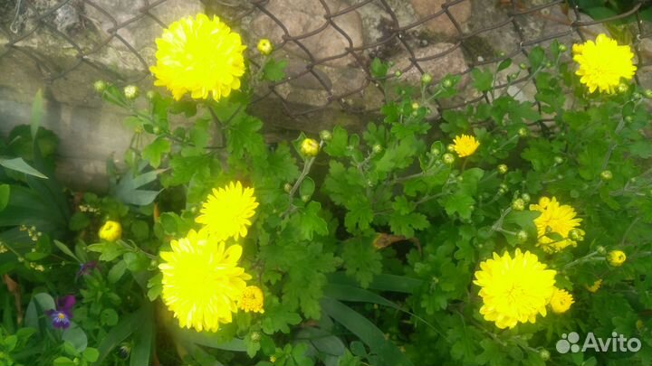 Саженцы хризантем