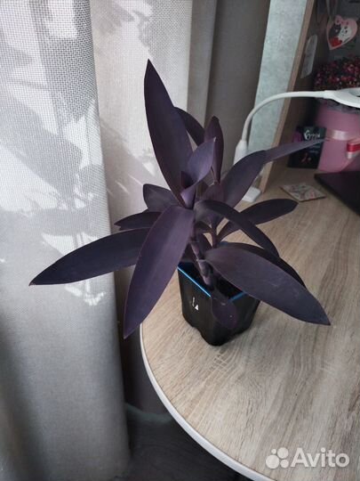 Традесканция фиолетовая