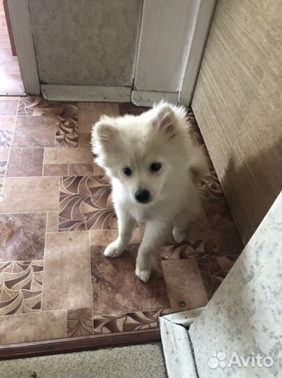 Продам шпица