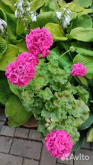 Пеларгония герань Lara Delight