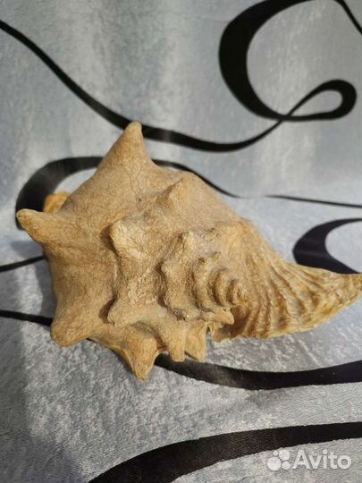 Раковина морского моллюска