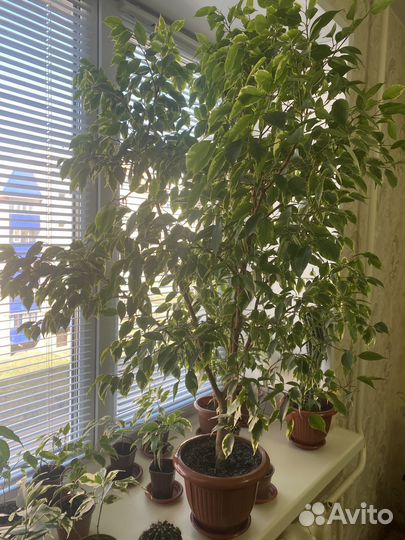 Комнатные цветы фикус