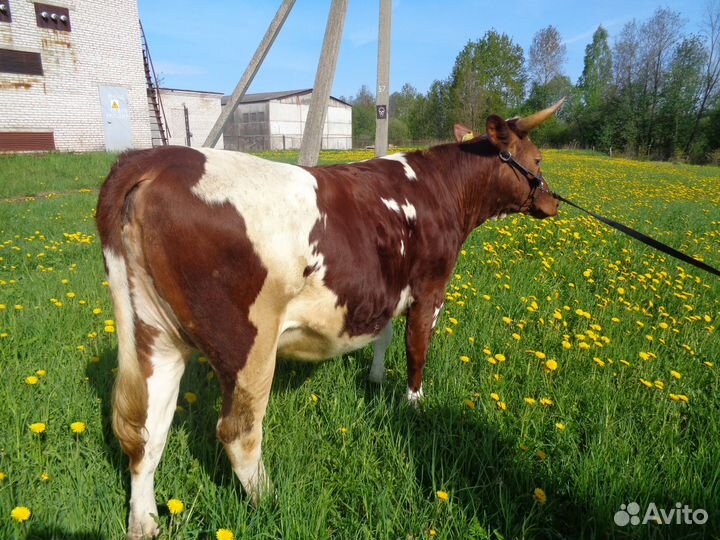 Продам нетелей и тёлок айрширской породы