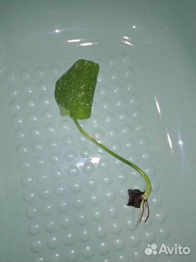 Монстера Тайское созвездие