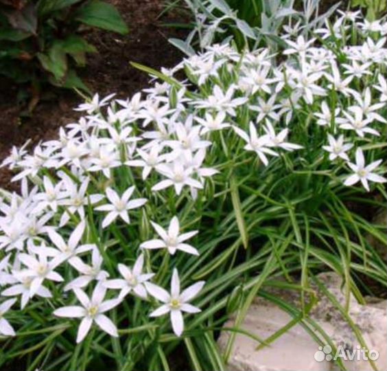 Птицемлечник