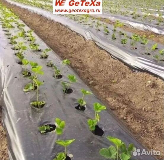 Плёнка для клубники агро-L Усиленная