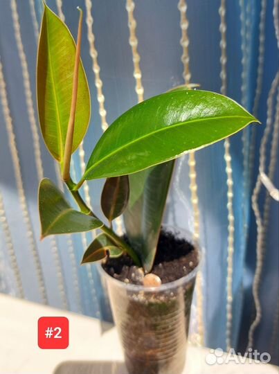 Фикус каучуконосный