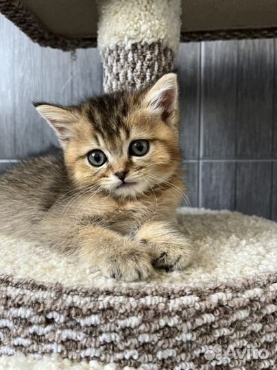 Чудесные малыши