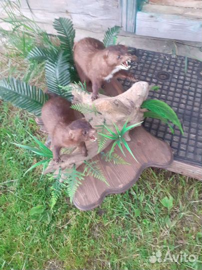 Чучела животных