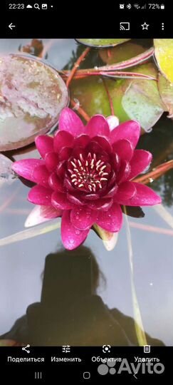 Нимфея для пруда