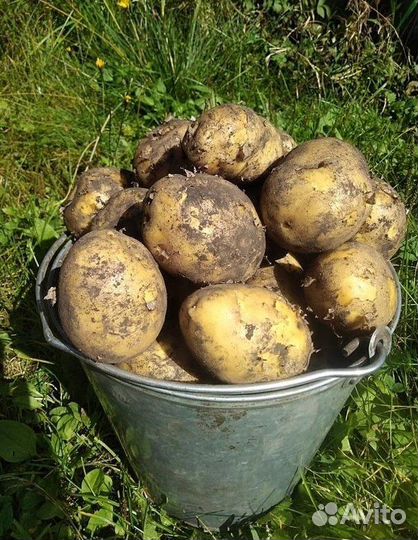 Картофель, капуста, тыква