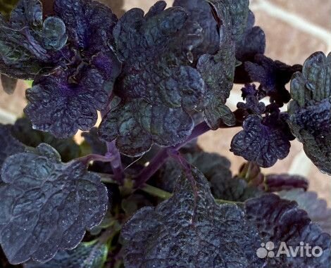 Колеусы много сортов 50р