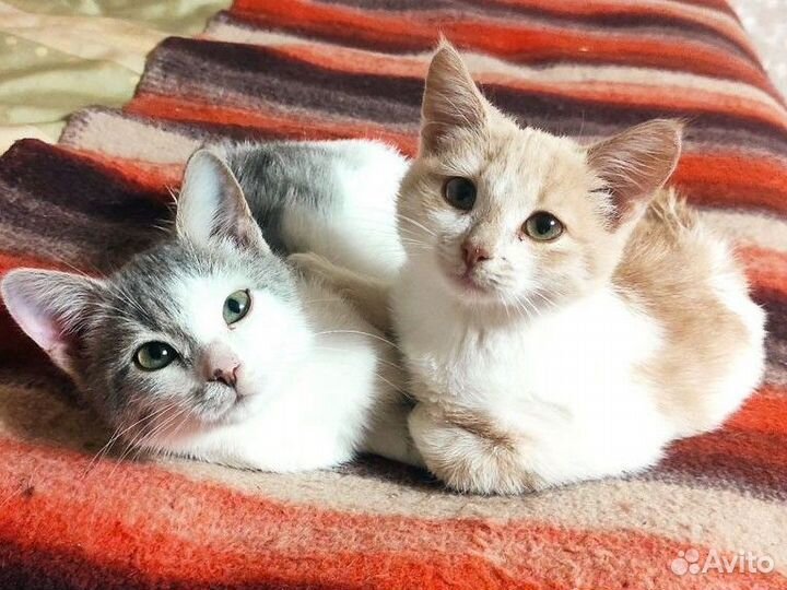 Котята мальчики, 3 мес