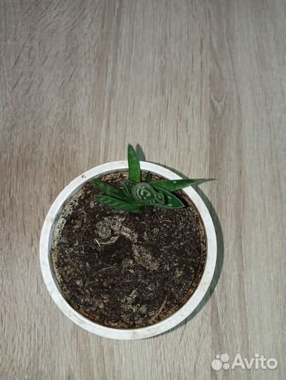 Алоэ тигровое