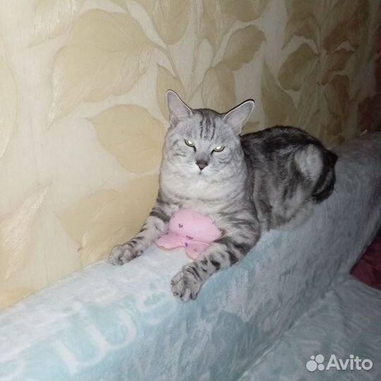 Курильский бобтейл Кот приглашает кошечку в гости