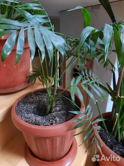 Комнатные растения