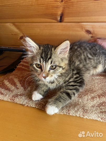Котик Мурчик в добрые руки