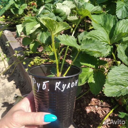 Рассада клубники садовой крупноплодной