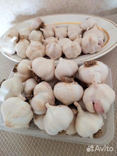 Картофель семенной,чеснок летний