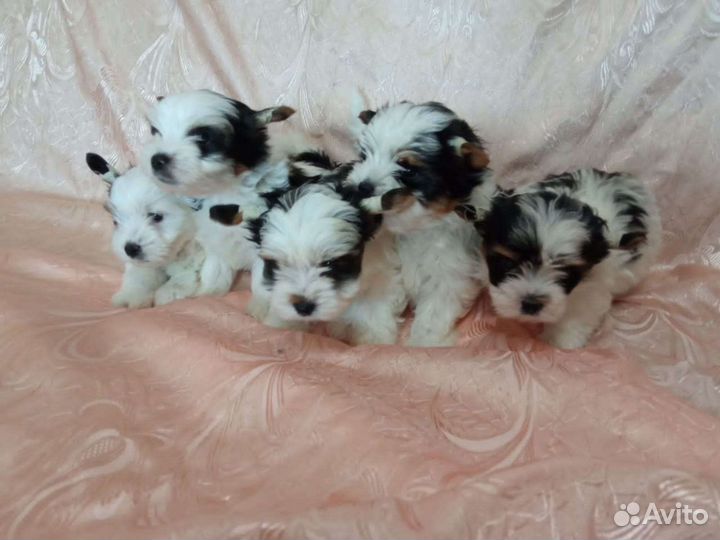 Щенки бивер йорка