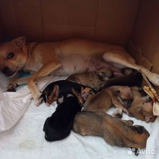 Мини той-терьер щенки