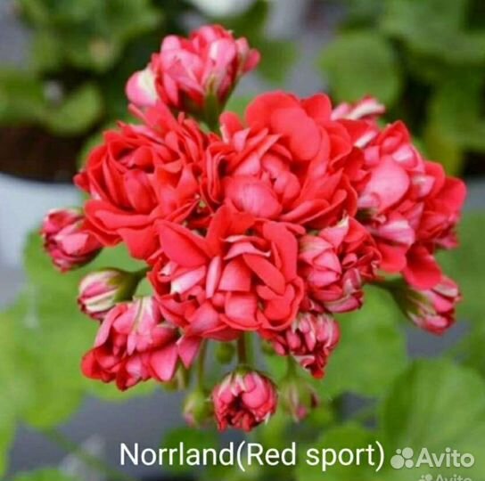 Пеларгония герань