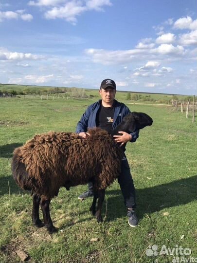 Баранчик на племя