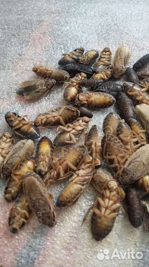 Мраморный таракан (заморозка)