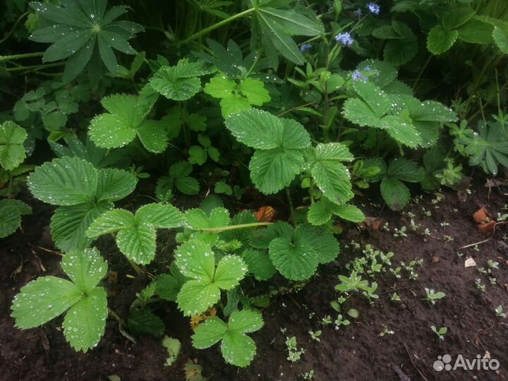 Рассада. Усы клубники