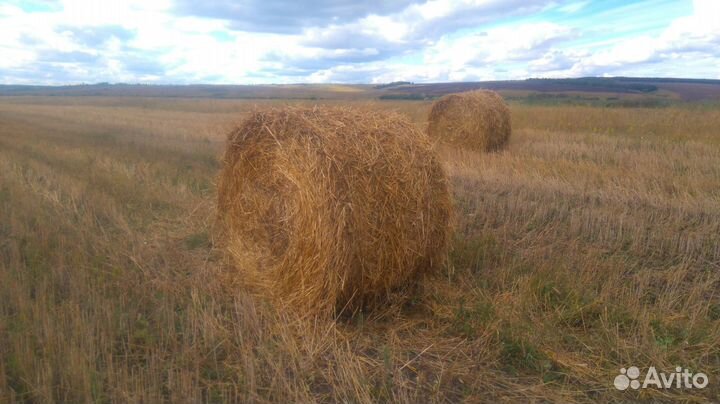 Солома ячменно-овсяная. Сергиевский р-он