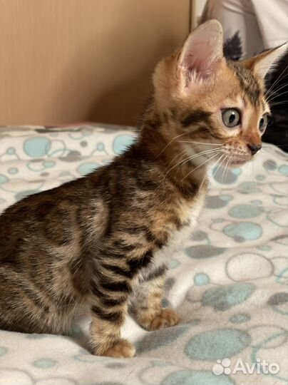 Бенгальская девчонка