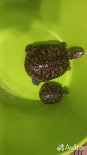Отдам бесплатно черепах