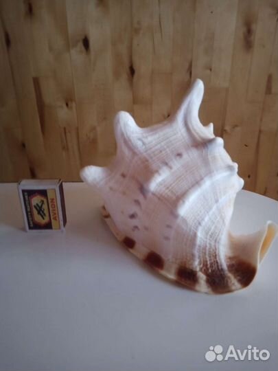 Морская раковина