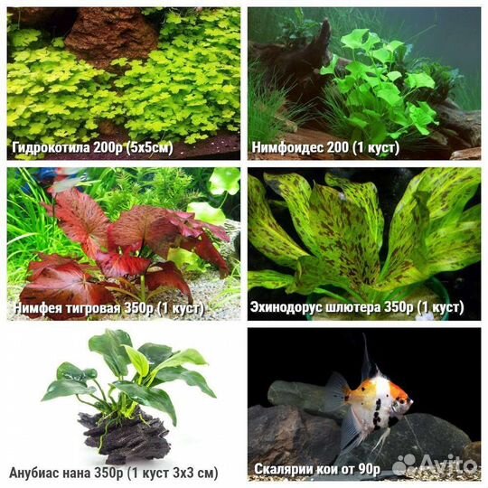 Красивые аквариумные растения с доставкой