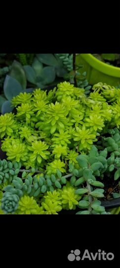 Суккуленты и кактусы много очень