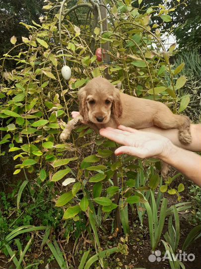 Спаниель английский кокер