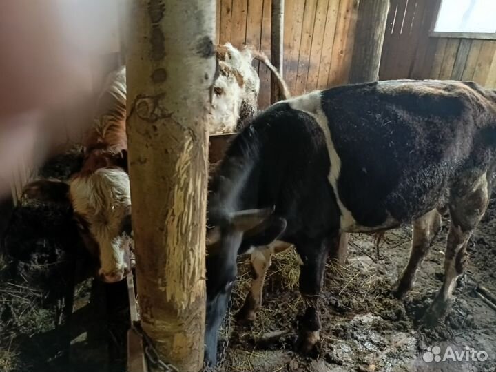 Продам бычков
