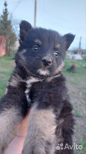 Отдам щенка