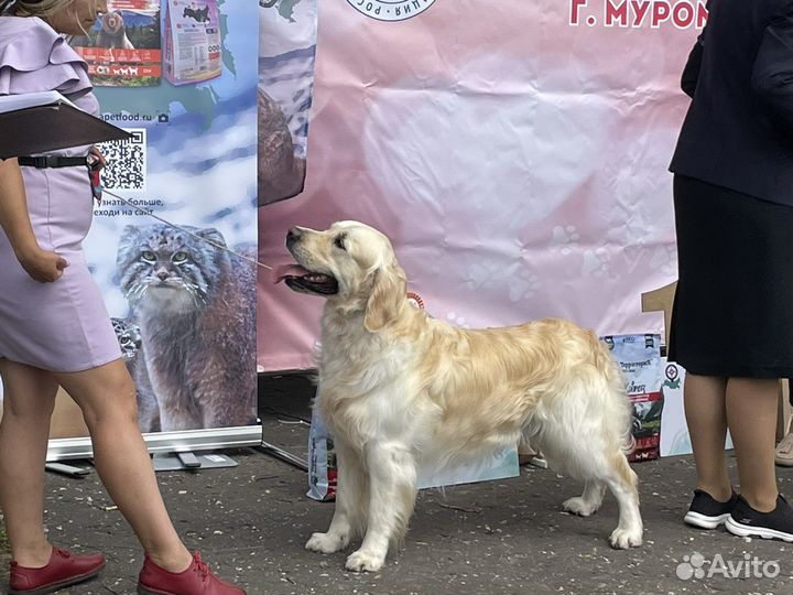 Залотистый ретривер для зязки