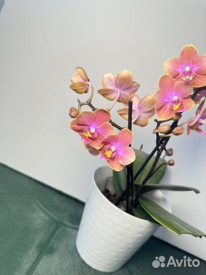 Орхидея фаленопсис