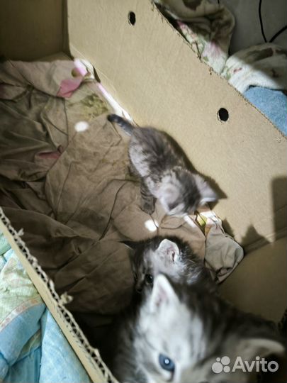 Котята мейн-кун метис