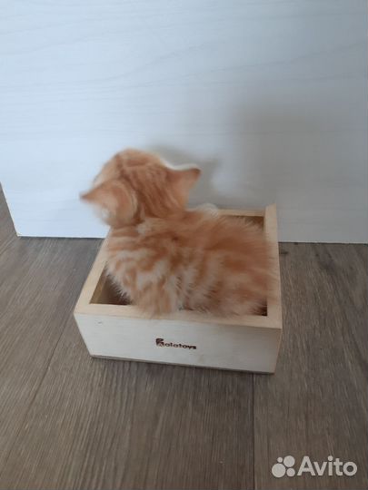 Рыжий котенок