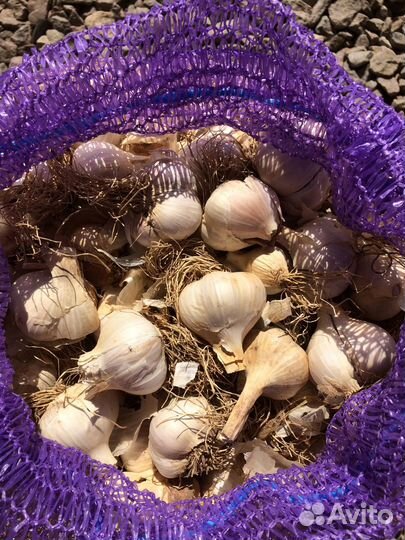 Чеснок товарный