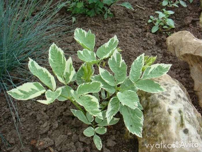 Сныть пестролистная, саженцы