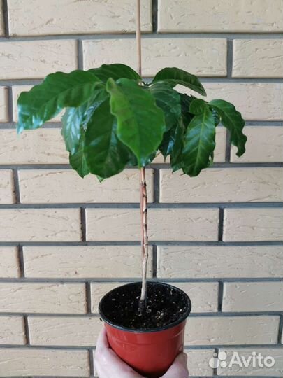 Саженцы кофе Арабика