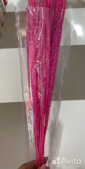 Сухоцвет флему