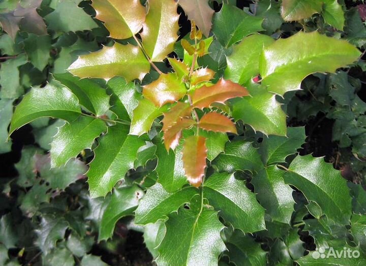 Магония падуболистная