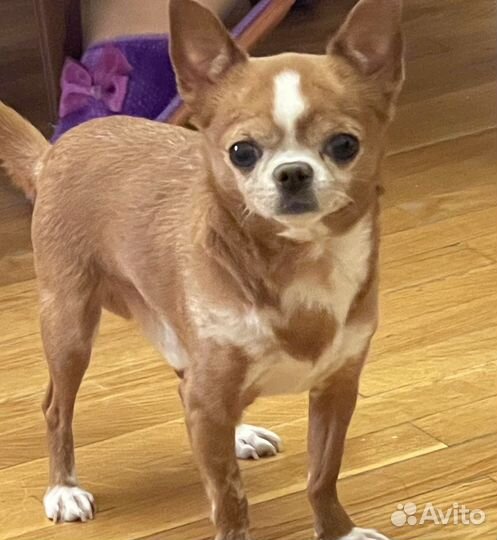 Вязка кобель чихуахуа